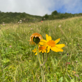 Vielfalt dank Nutzung - Wildheu in Frutigen