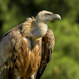 Das geheime Wissen der Tiere - So können wir es mit Hightech nutzen
