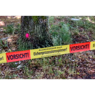 Vorsicht vor dem Eichenprozessionsspinner