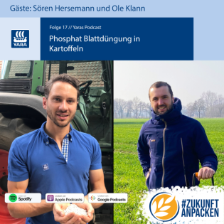 Folge 17: Phosphat Blattdüngung in Kartoffeln