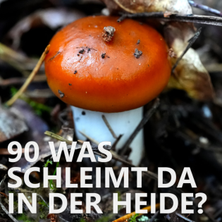 #90 Was schleimt da in der Heide?