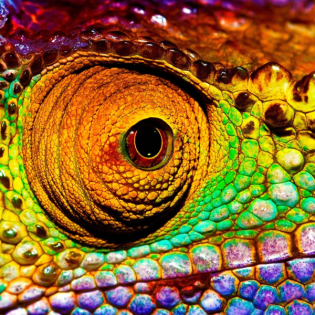 Wie ändern Chamäleons ihre Farbe?