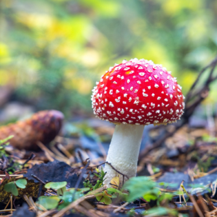 Warum sind Pilze keine Pflanzen?