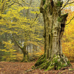 Woher kommt der Ausdruck "hanebüchen"?