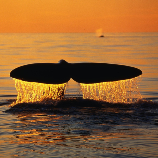 #152 Viel älter als gedacht - Dieser Wal kann 150 werden | Inventur: Bedrohte Arten in Flüssen und Seen