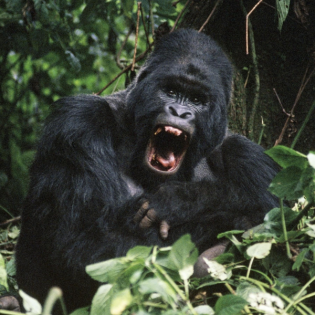 Tier-Spezial: Männer sind zwar oft stärker - haben aber nicht immer das Sagen | Auch Hummeln ernähren sich unvernünftig