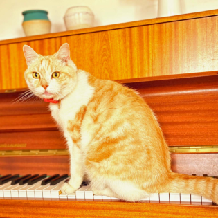 Jane Campion – Teil 3 (2009-2021)