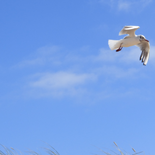 #57 "Tröstet, tröstet mein Volk!" - die Botschaft Deuterojesajas