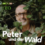 Waldspaziergang – Unterwegs mit Kindern im Wald