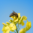 Volksbegehren Artenschutz: Sind die Bienen gerettet?