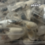 1.500 Vogelspinnen - ungewöhnlicher Fund beim Zoll in Köln