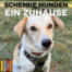 Gym Talks#12: Schenke Hunden ein Zuhause von Elena Macho, Episode 1