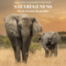 #4 Babanango Game Reserve - die wilde und schroffe Seite Südafrikas