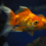Können Fische die Augen schließen und schlafen?